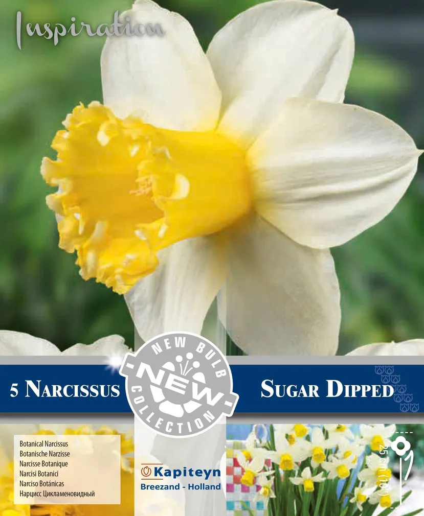 LILLESIBUL KAPITEYN SUURE LISAKROONIGA NARTSISS "SUGAR DIPPED" 4TK PAKIS