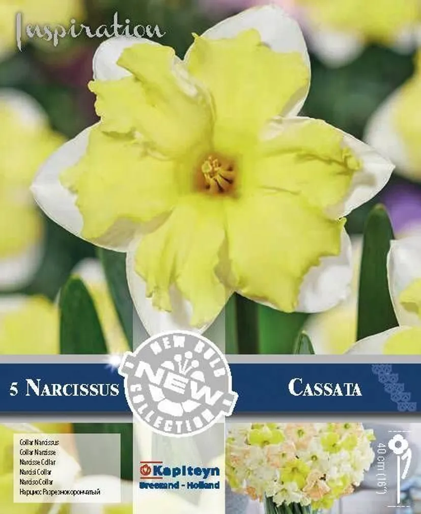 LILLESIBUL KAPITEYN TROMPETNARTSISS "CASSATA" 5TK PAKIS