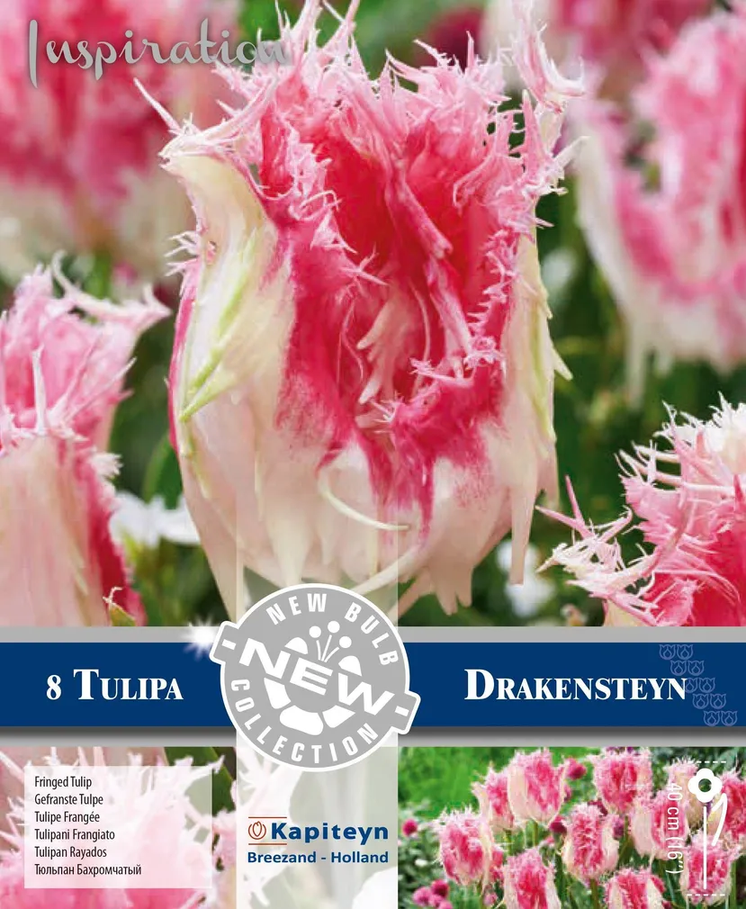 LILLESIBUL KAPITEYN NARMASÕIELINE TULP "DRAKENSTEYN" 8TK PAKIS