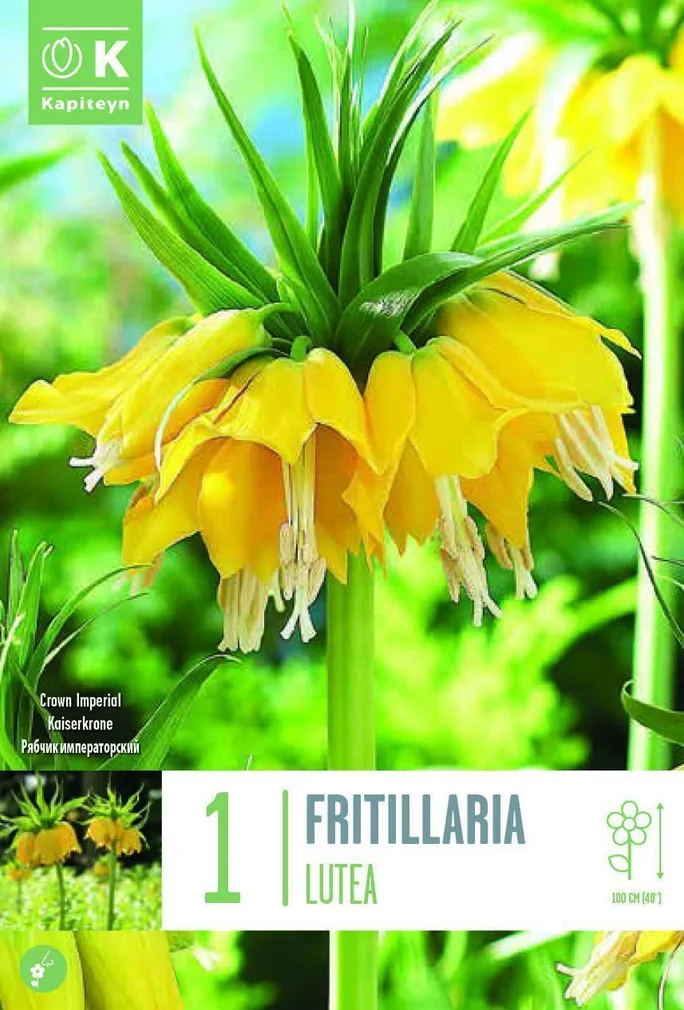 LILLESIBUL KAPITEYN KÕRGE PÜVILILL "LUTEA" 1TK PAKIS
