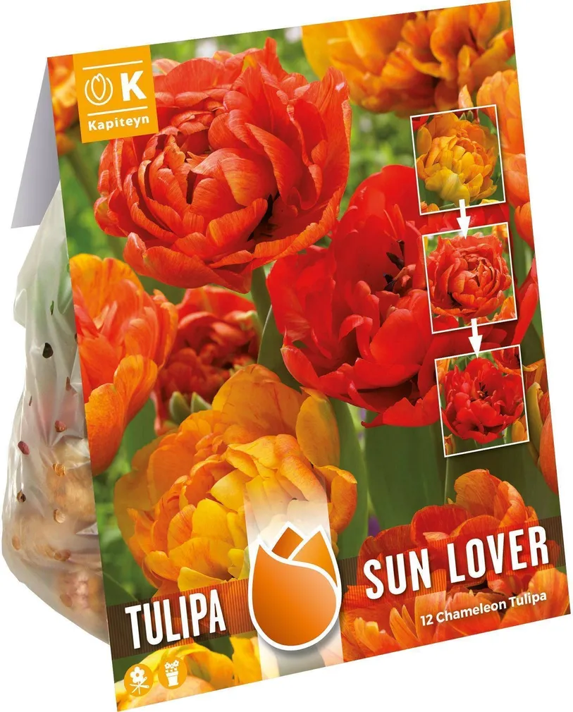 LILLESIBUL KAPITEYN TÄIDISÕIELINE TULP "SUNLOVER" 12TK PAKIS