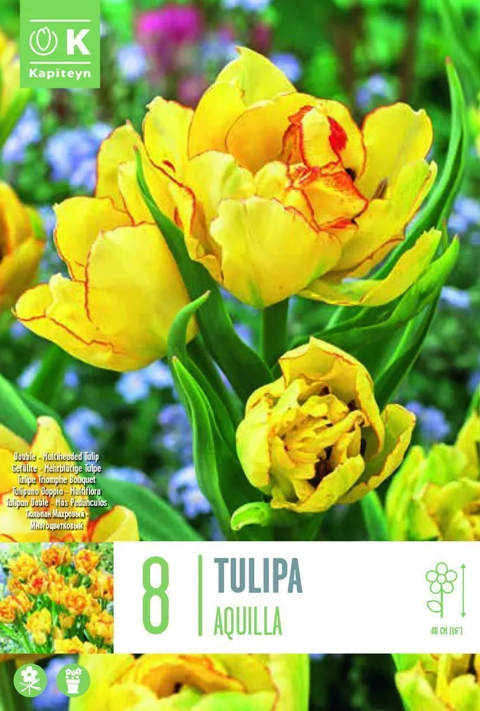 LILLESIBUL KAPITEYN MITMEVARRELINE TULP "AQUILLA" 8TK PAKIS