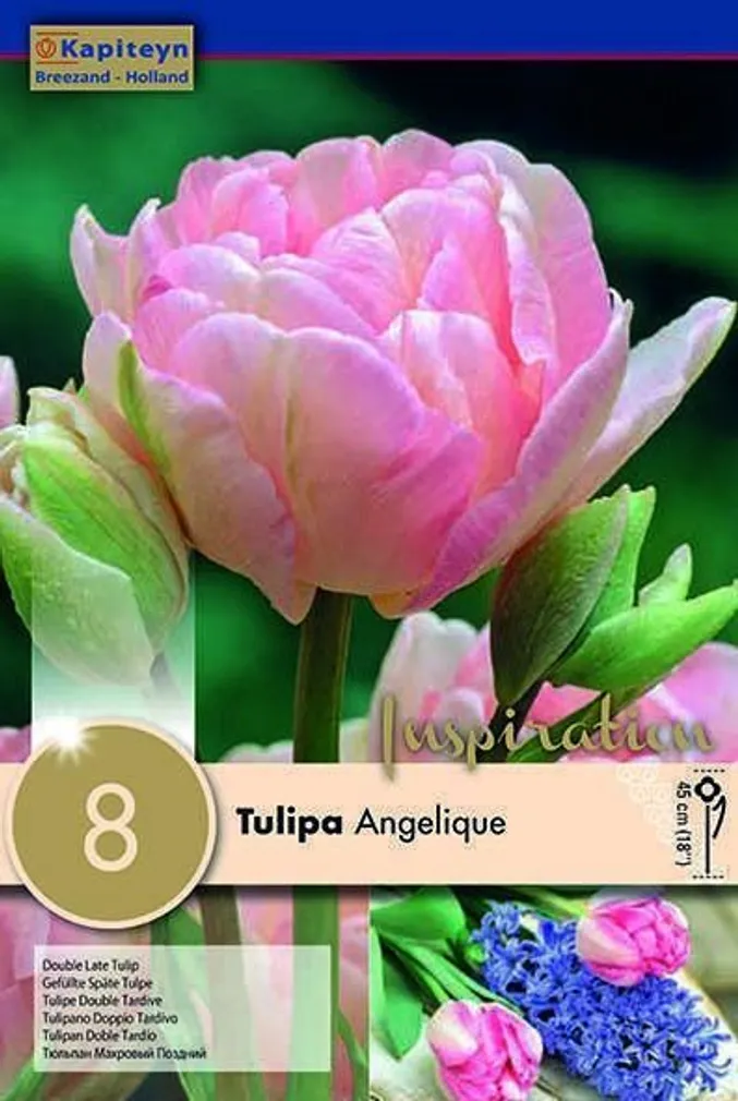 LILLESIBUL KAPITEYN TÄIDISÕIELINE TULP "ANGELIQUE" 8TK PAKIS