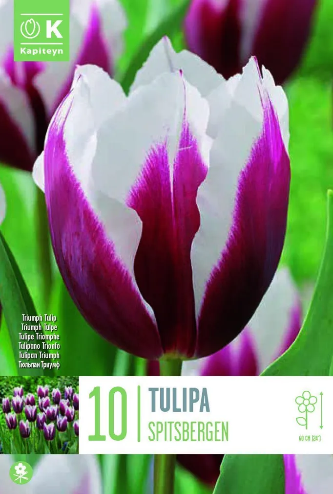 LILLESIBUL KAPITEYN TRIUMFTULP "SPITSBERGEN" 8TK PAKIS