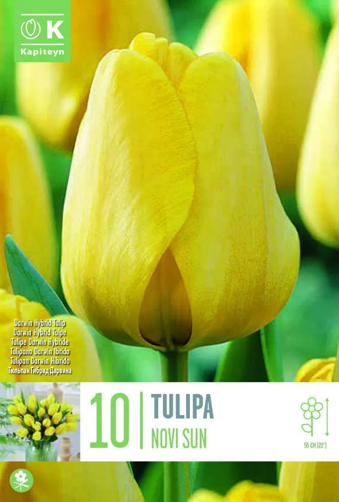 LILLESIBUL KAPITEYN DARWINHÜBRIIDTULP "NOVISUN" 10TK PAKIS