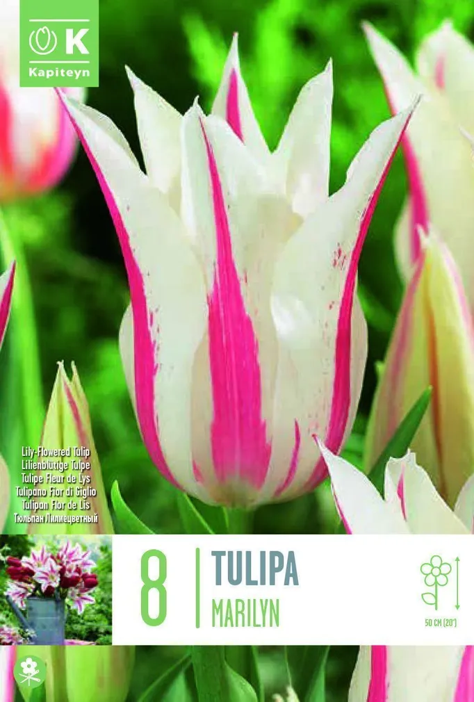 LILLESIBUL KAPITEYN LIILIAÕIELINE TULP "FLOWERED MARILYN" 8TK PAKIS
