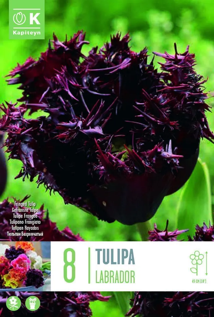 LILLESIBUL KAPITEYN NARMASÕIELINE TULP "LABRADOR" 8TK PAKIS