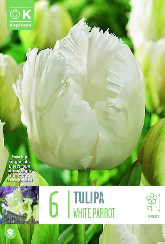 LILLESIBUL KAPITEYN PAPAGOITULP "WHITE PARROT" 6TK PAKIS