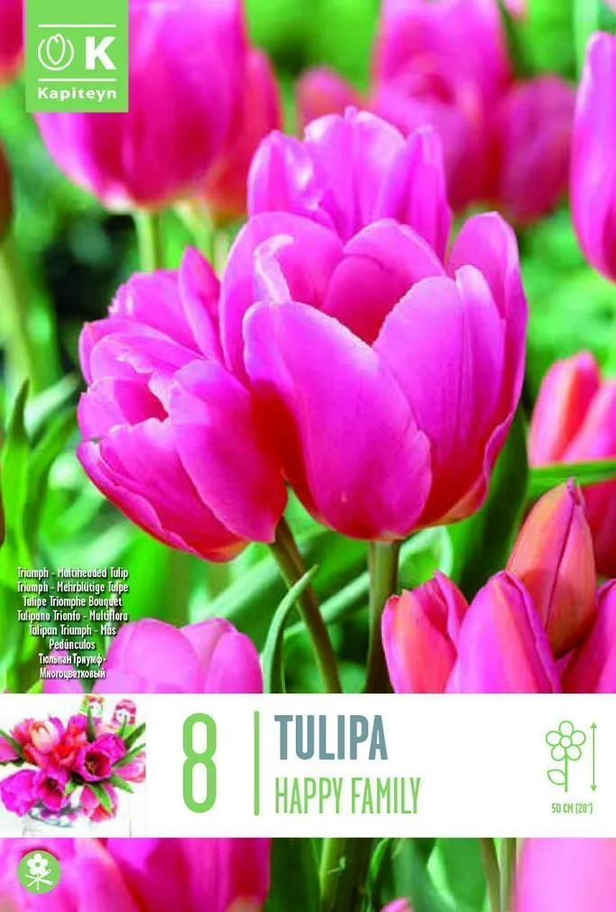 LILLESIBUL KAPITEYN MITMEVARRELINE TULP "HAPPY FAMILY" 8TK PAKIS