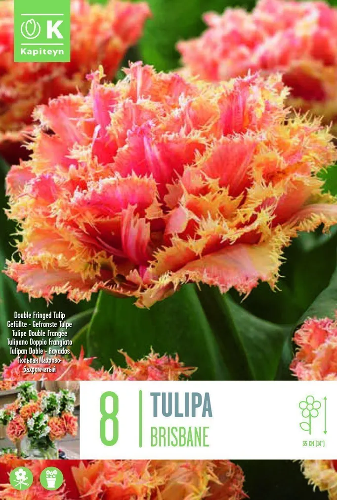 LILLESIBUL KAPITEYN TÄIDIS-NARMASÕIELINE TULP "BRISBANE" 5TK PAKIS