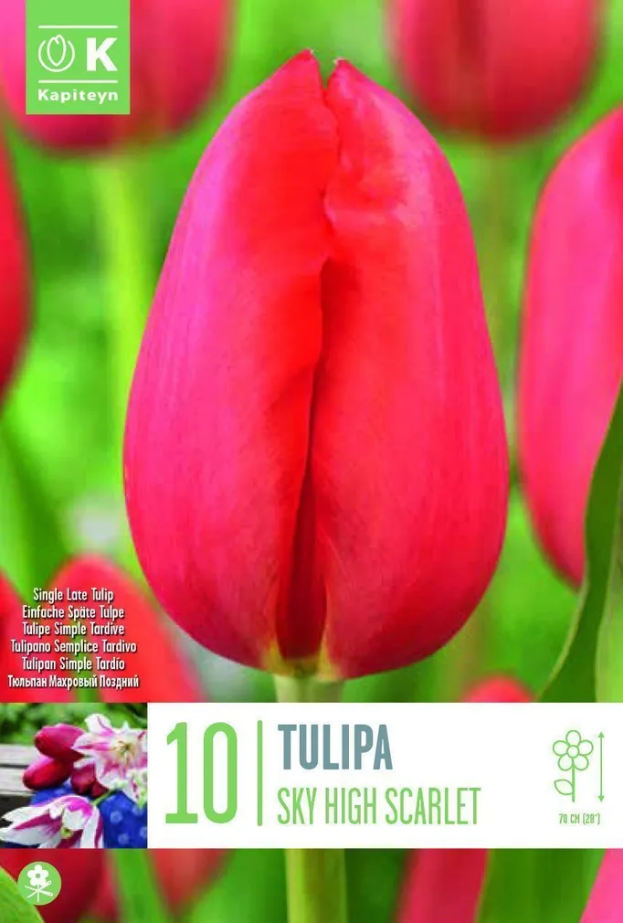 LILLESIBUL KAPITEYN HILINE LIHTÕIELINE TULP "SKY HIGH SCARLET"10TK PAKIS