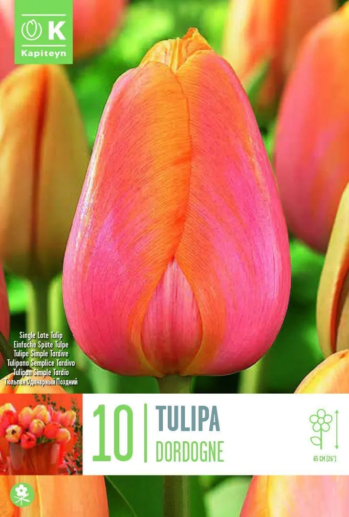 LILLESIBUL KAPITEYN HILINE LIHTÕIELINE TULP "DORDOGNE" 10TK PAKIS