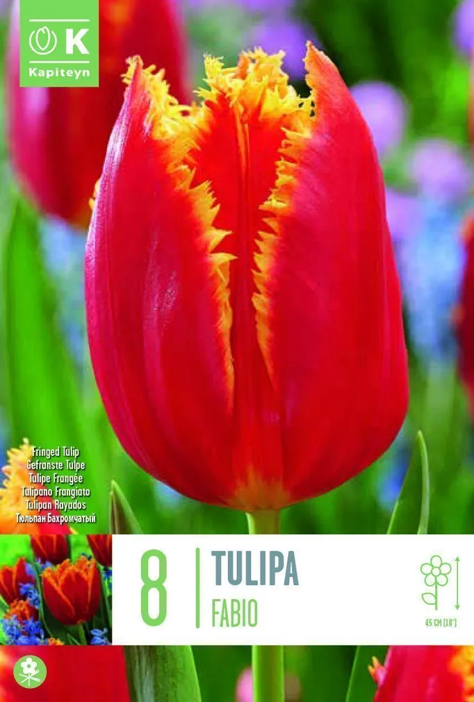 LILLESIBUL KAPITEYN NARMASÕIELINE TULP "FABIO" 8TK PAKIS