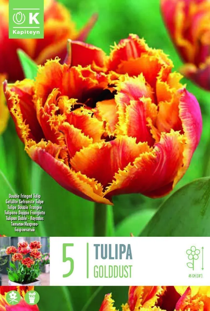 LILLESIBUL KAPITEYN TÄIDIS-NARMASÕIELINE TULP "GOLDDUST" 5TK PAKIS