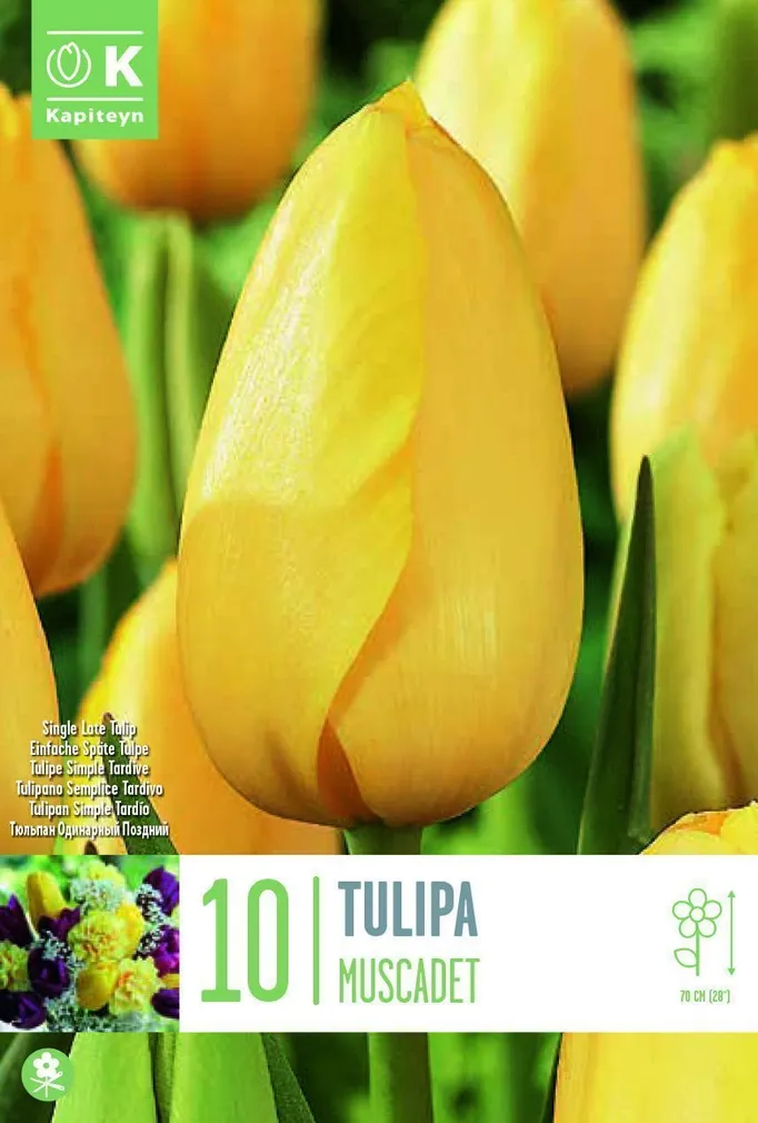 LILLESIBUL KAPITEYN HILINE LIHTÕIELINE TULP "MUSCADET" 10TK PAKIS