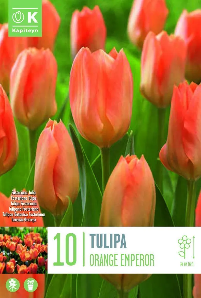 LILLESIBUL KAPITEYN FOSTERITULP "ORANGE BREEZE" 10TK PAKIS