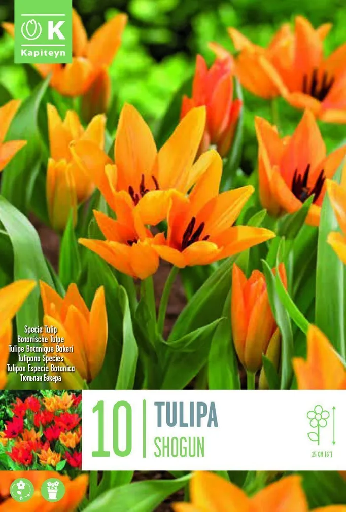 LILLESIBUL KAPITEYN TULP "SHOGUN" 10TK PAKIS