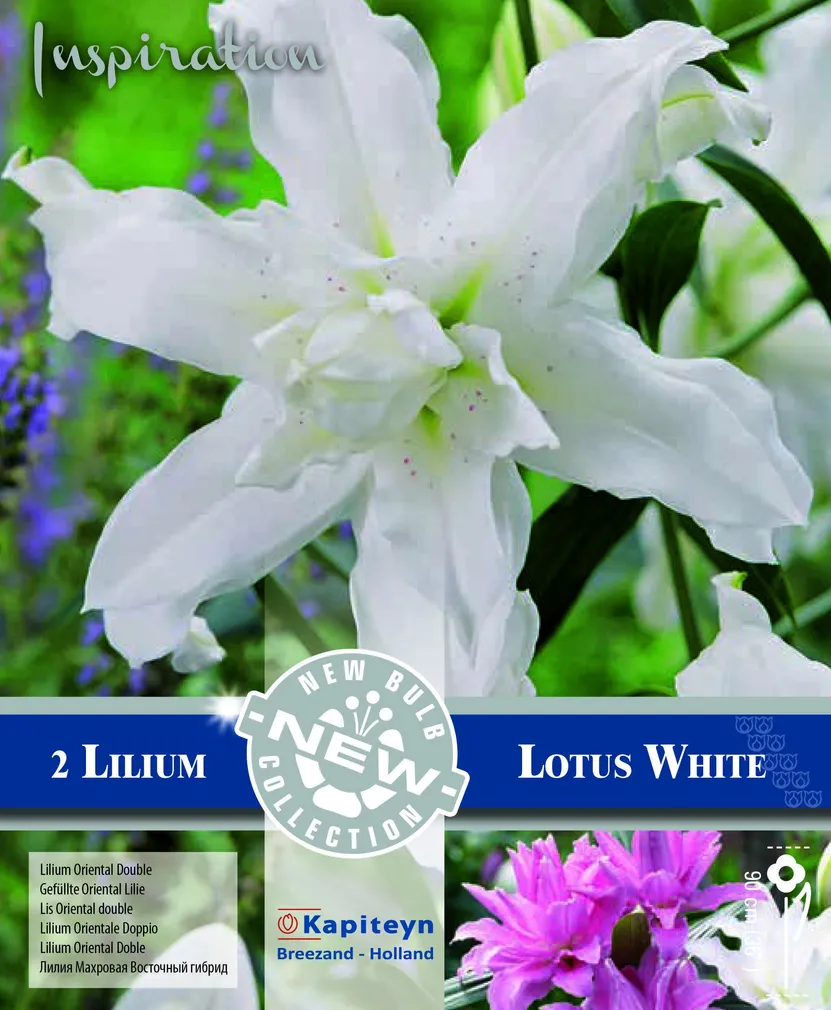 IDALIILIA KAPITEYN "DOUBLE LOTUS WHITE" 2TK PAKIS