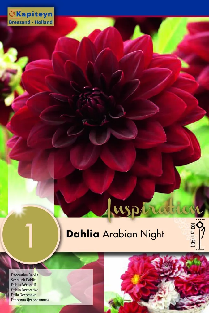 DAALIA KAPITEYN "ARABIAN NIGHT" 1TK PAKIS