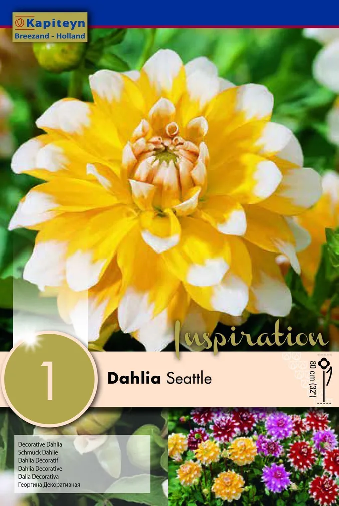 DAALIA KAPITEYN "SEATTLE" 1TK PAKIS
