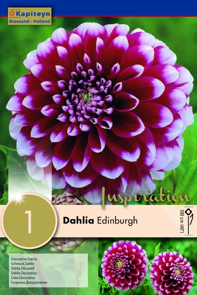 DAALIA KAPITEYN "EDINBURGH" 1TK PAKIS