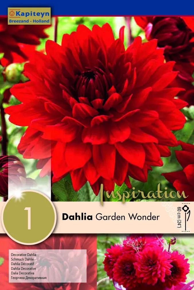 DAALIA KAPITEYN "GARDEN WONDER" 1TK PAKIS