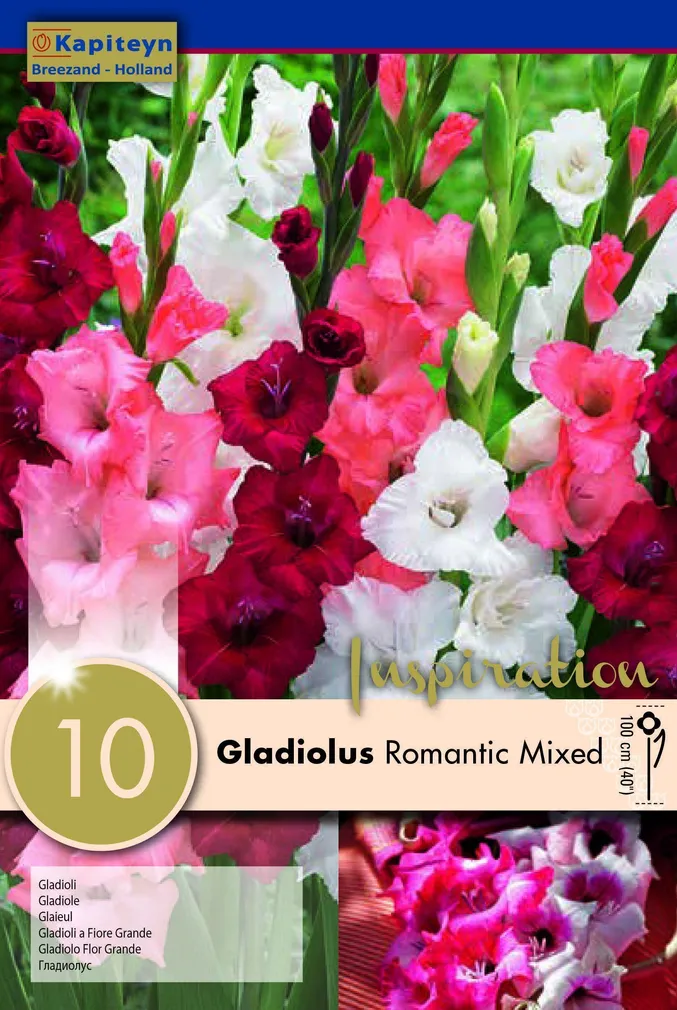 GLADIOOL KAPITEYN "ROMANTIC" 10TK PAKIS