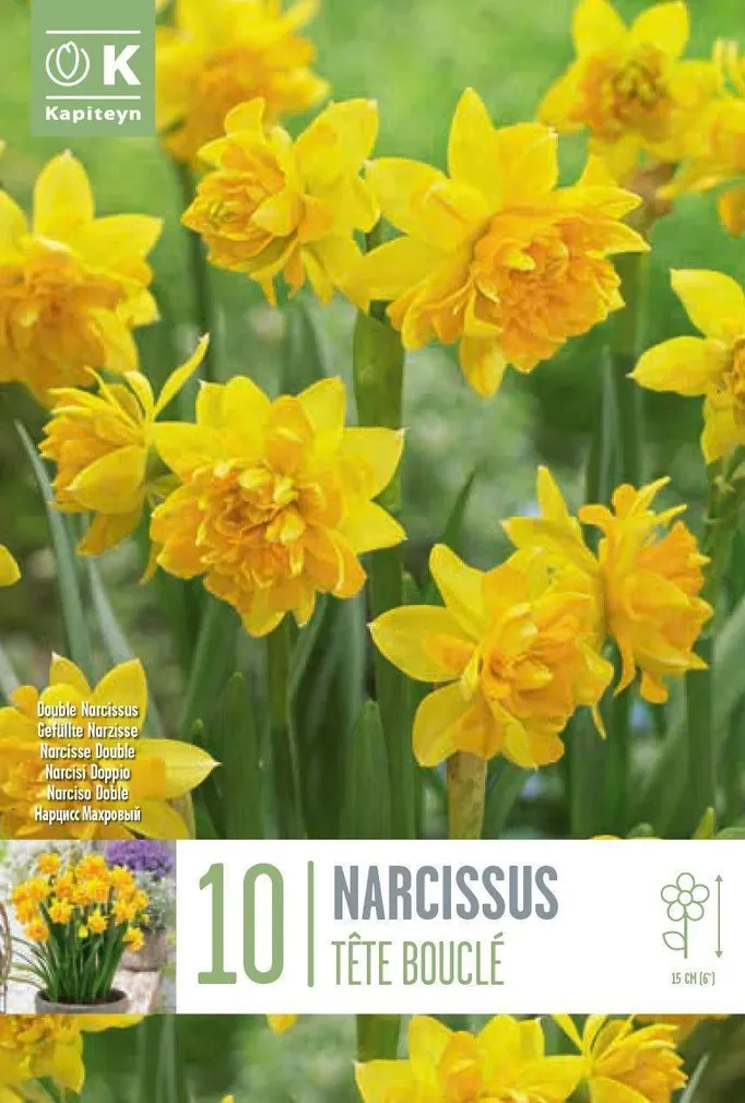 LILLESIBUL NARTSISS "DOUBLE TETE BOUCLE"
