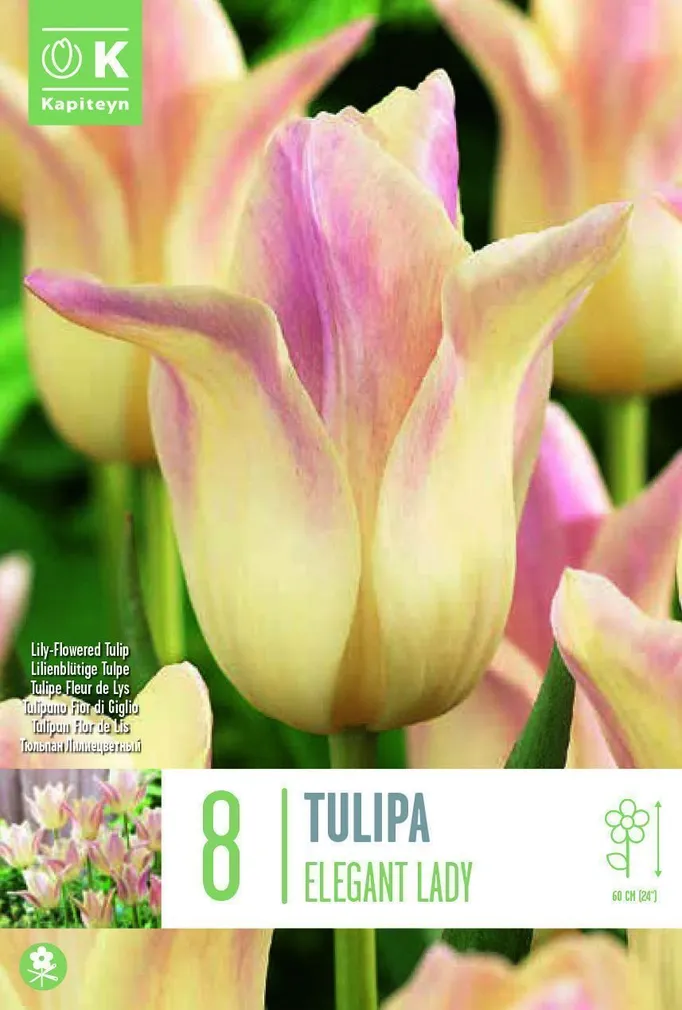 LILLESIBUL LIILIAÕIELINE TULP "FLOWERED ELEGANT LADY"