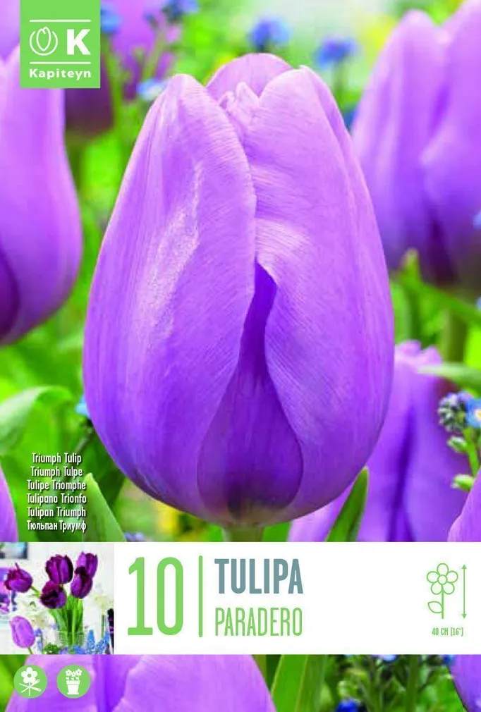 LILLESIBUL TRIUMF TULP "PARADERO"
