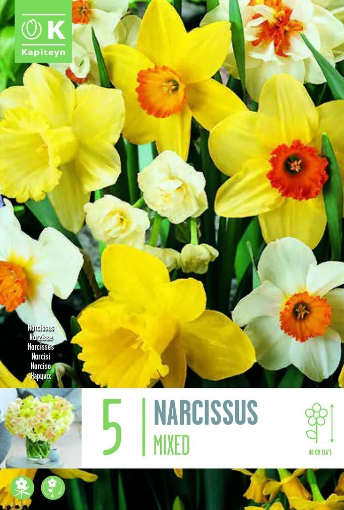 NARCISSUS LARGE CUPPED MIXED COLOURS