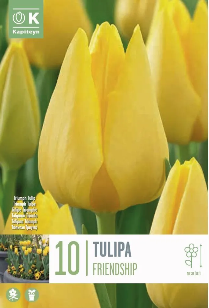 LILLESIBUL KAPITEYN TRIUMFTULP "FRIENDSHIP" 10TK