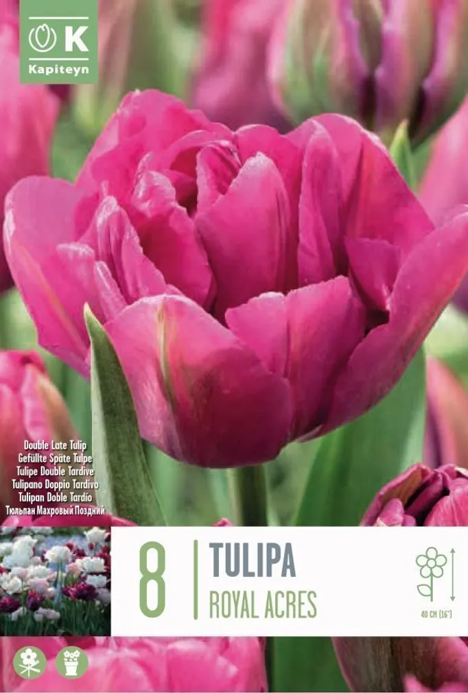 LILLESIBUL KAPITEYN TÄIDISÕIELINE TULP "ROYAL ACRES" 8TK