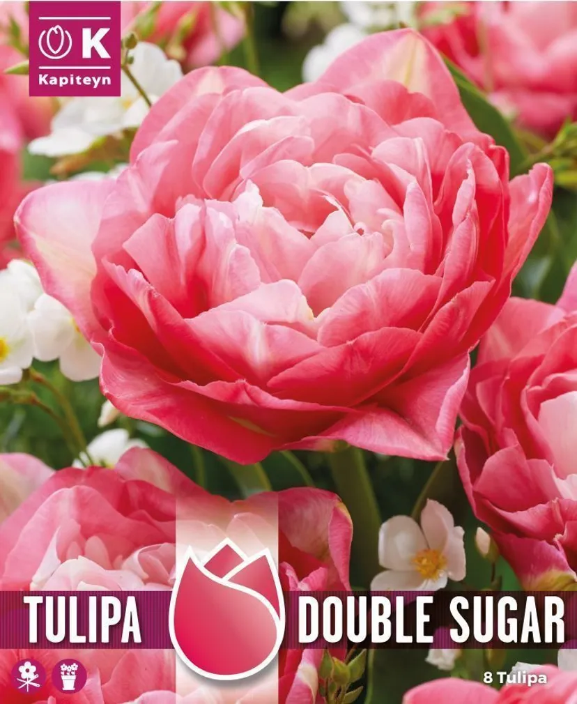LILLESIBUL KAPITEYN TÄIDISÕIELINE TULP "SUGAR" 8TK