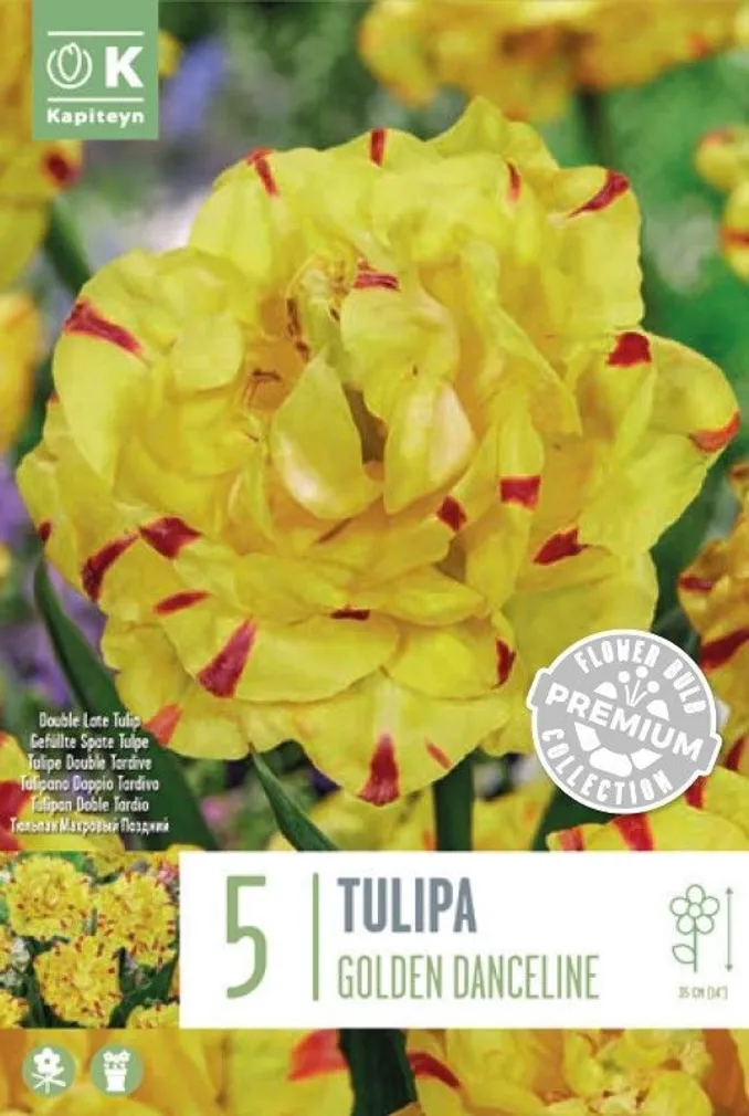 LILLESIBUL KAPITEYN TULP HILINE TOPELTÕIELINE "GOLDEN DANCELINE" 5TK