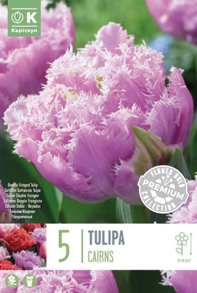 LILLESIBUL KAPITEYN TULP HILINE TOPELTÕIELINE "CAIRNS" 5TK