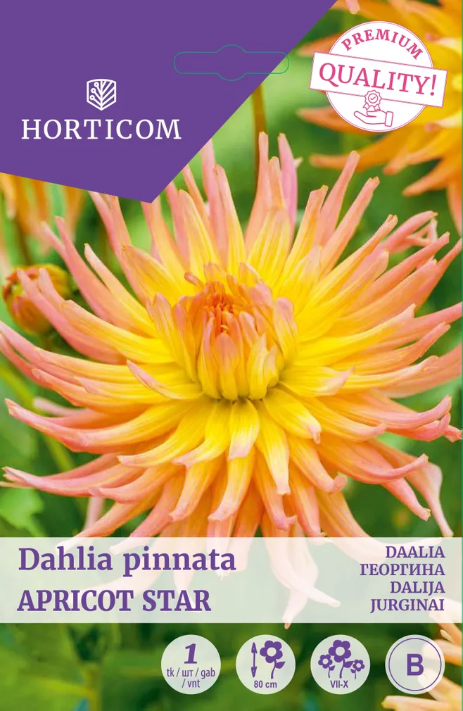 DAALIA APRICOT STAR