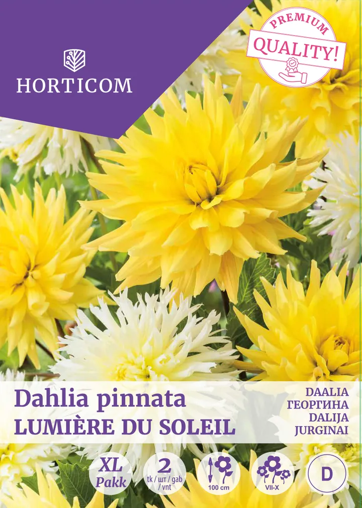 DAALIA LUMIERE DU SOLEIL 2TK