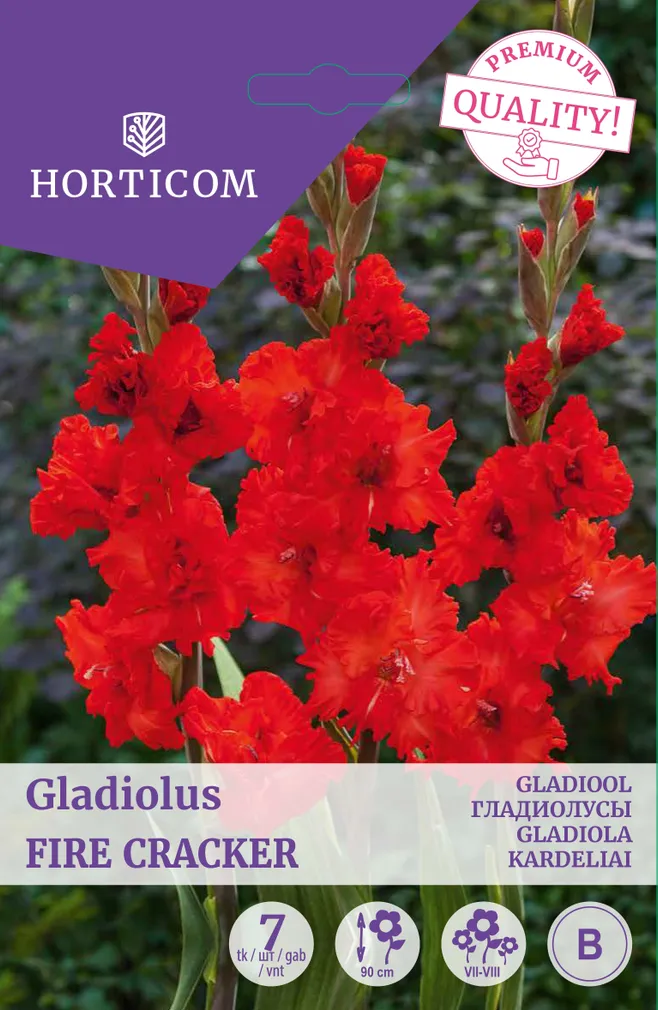 GLADIOOL FIRE CRACKER 7TK