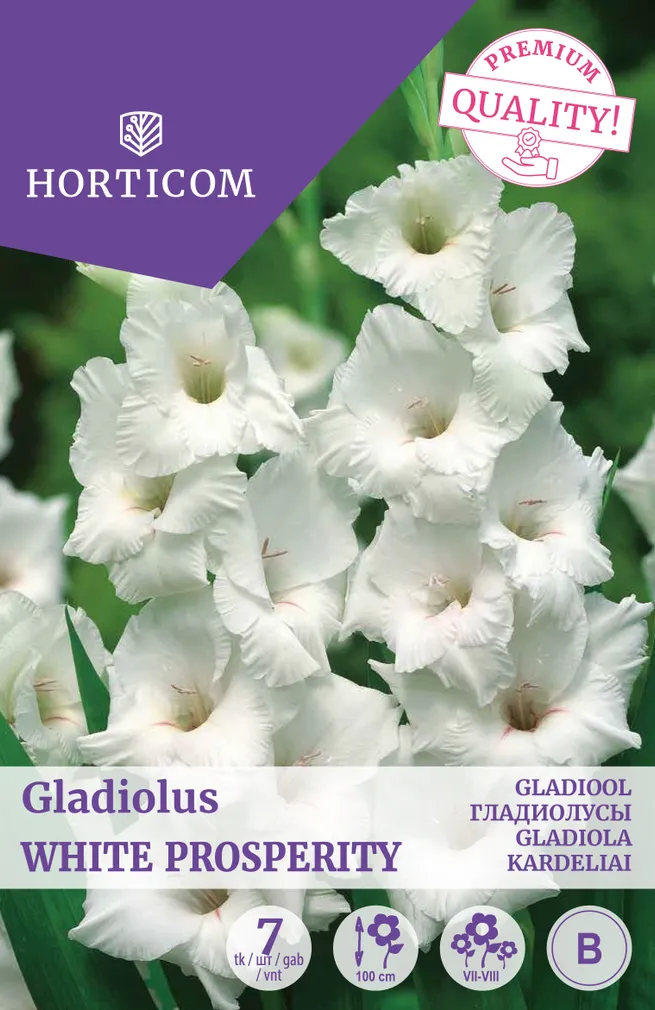 GLADIOOL WHITE PROSPERITY 7TK