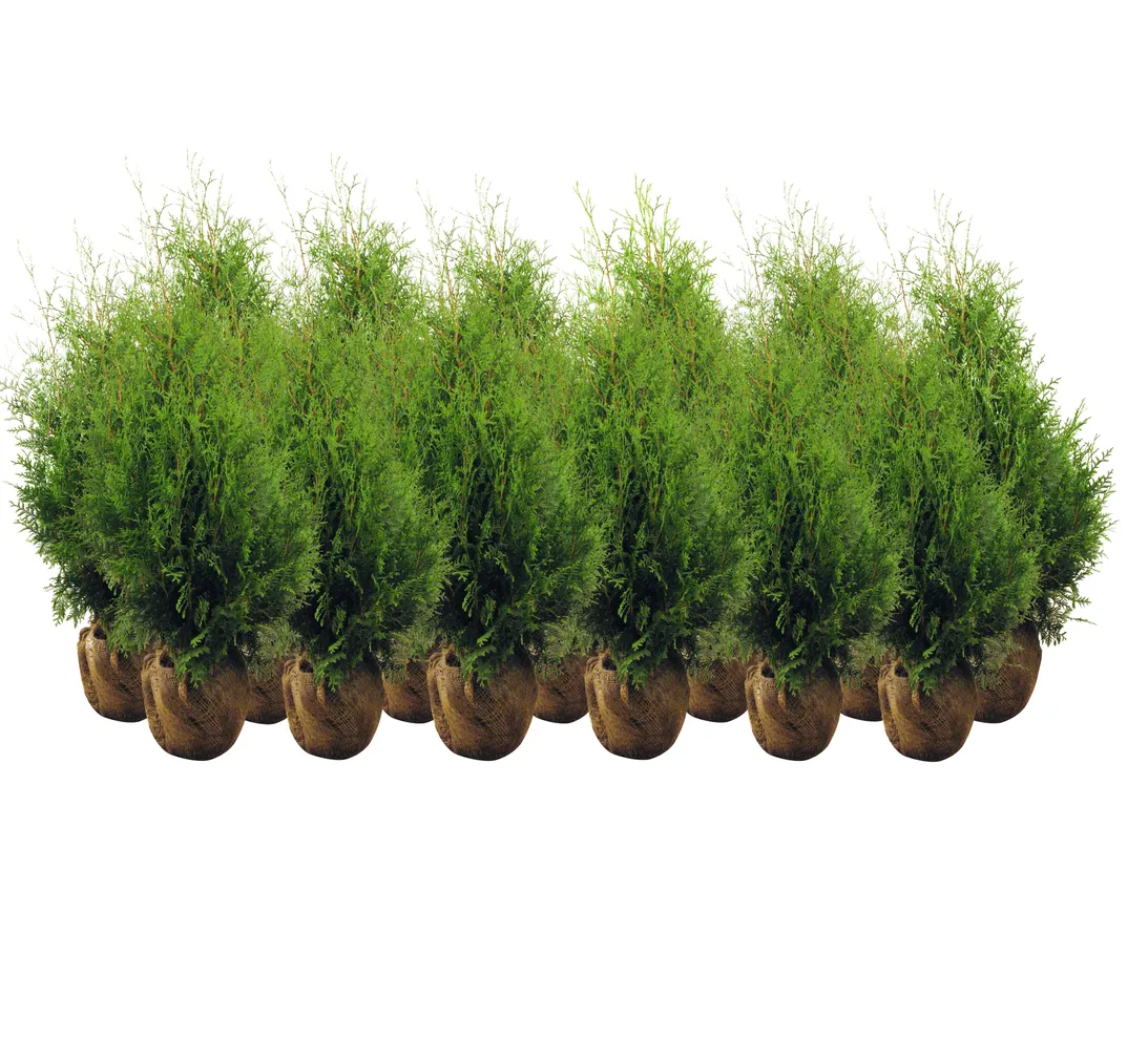 ELUPUU BRABANT 120-140CM MULLAPALLIGA 20TK ALUSEL