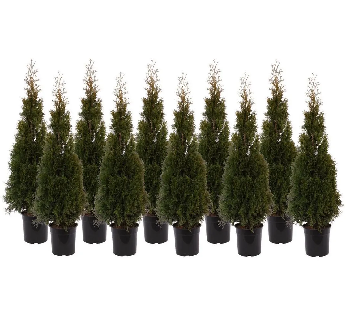 ELUPUU SMARAGD 120-140CM POTIS KASVANUD 10TK ALUSEL
