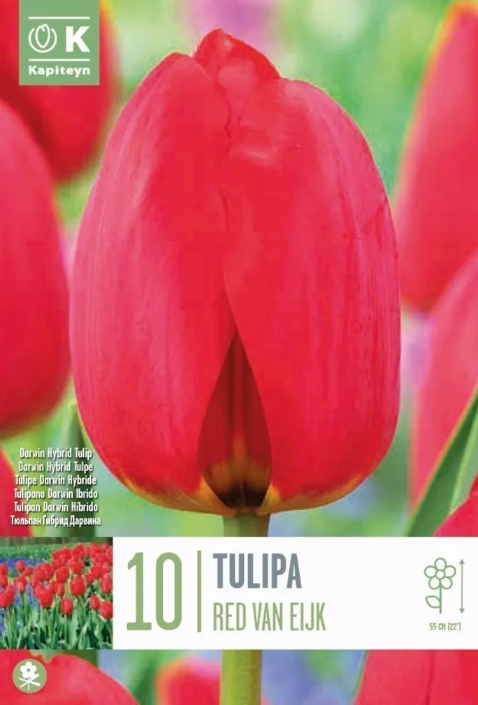 DARWIN HÜBRIID TULP KAPITEYN "RED VAN EIJK" 10TK