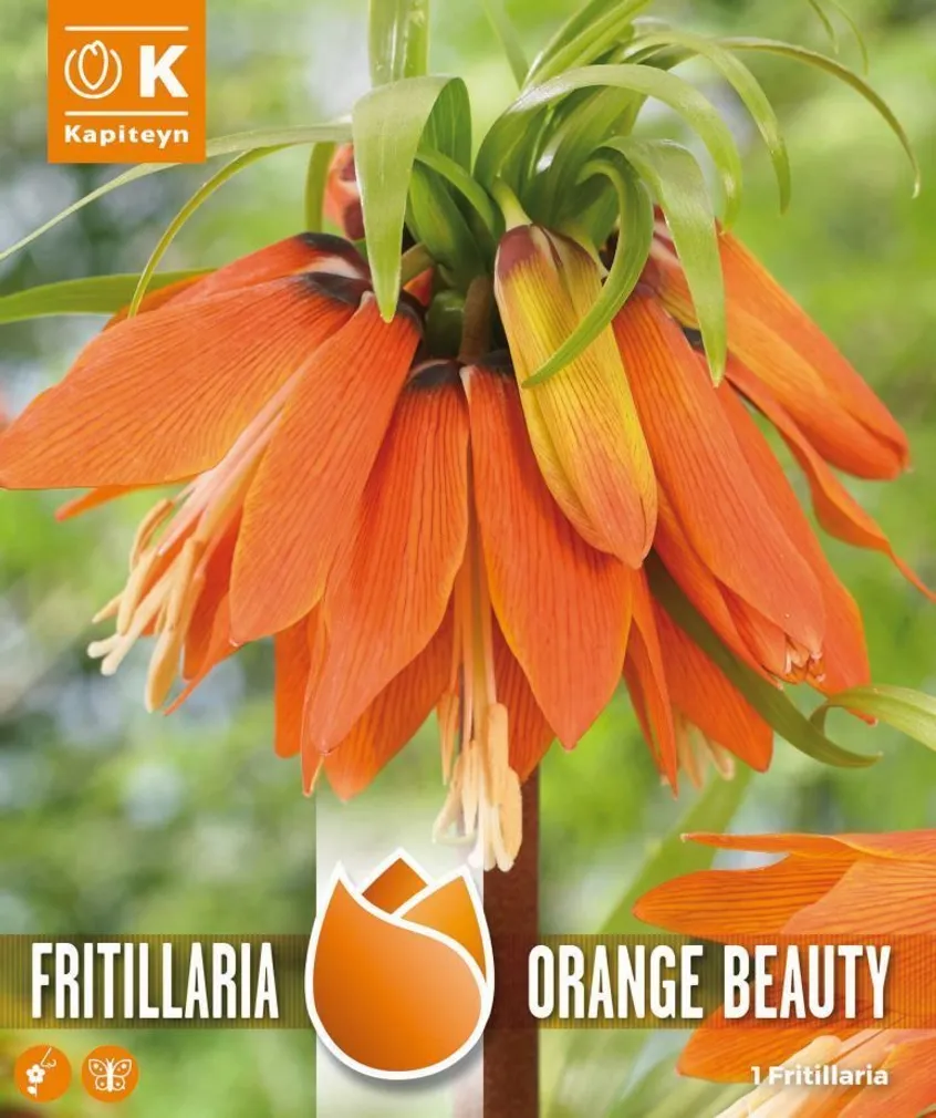 HARILIK PÜVILILL KAPITEYN "CROWN IMPERIAL" 1TK