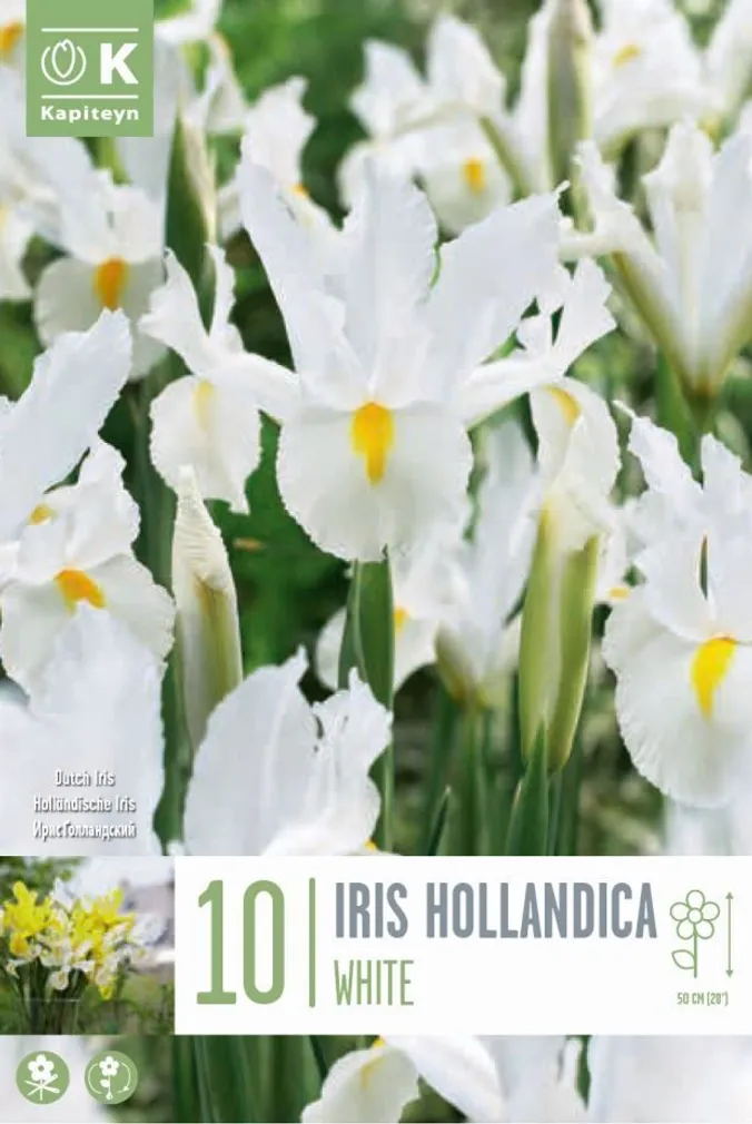 HOLLANDI IIRIS VALGE KAPITEYN 10TK