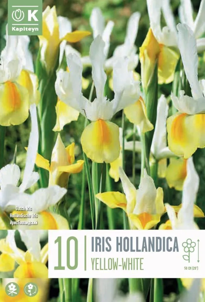 HOLLANDI IIRIS VALGE-KOLLANE KAPITEYN 10TK