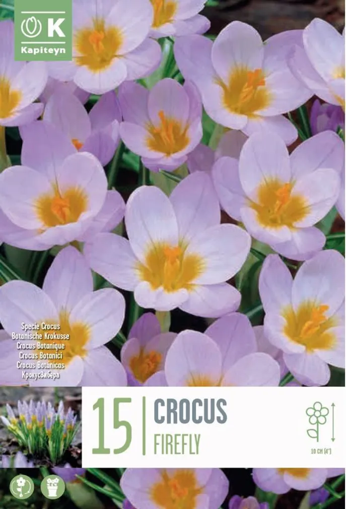 KROOKUS KAPITEYN "FIREFLY" 15TK