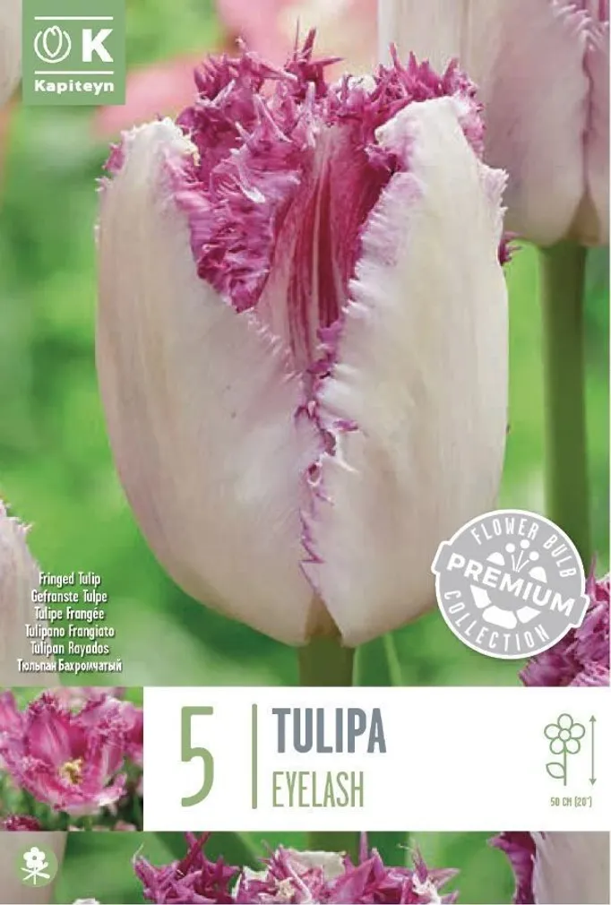 NARMASÕIELINE TULP KAPITEYN "EYELASH" 5TK