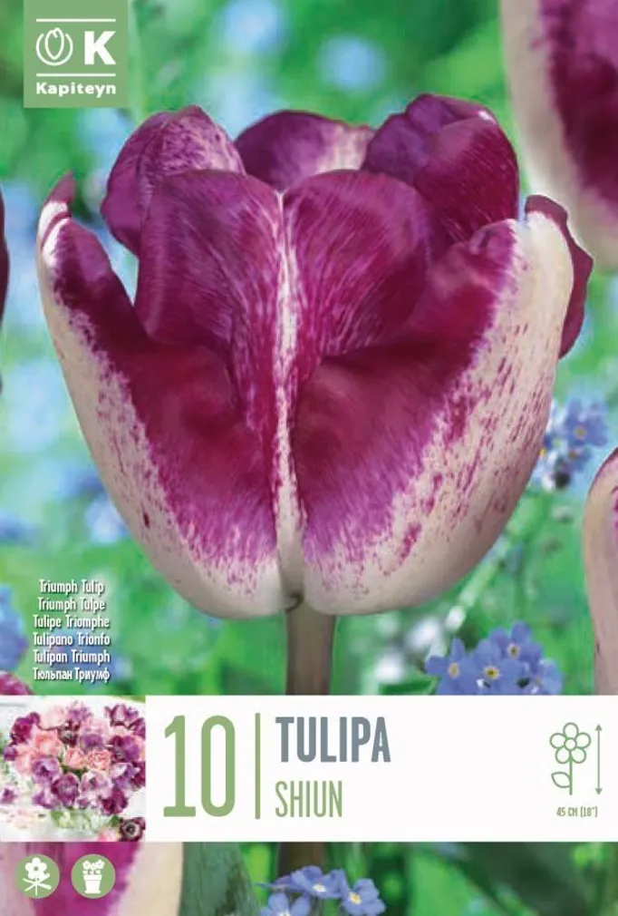 TRIUMFTULP KAPITEYN "SHIUN" 10TK