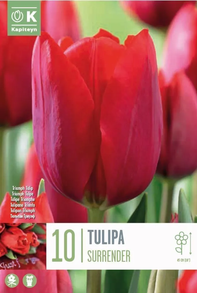 TRIUMFTULP KAPITEYN "SURRENDER" 10TK